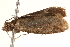  ( - BIOUG18612-F11)  @13 [ ] CreativeCommons - Attribution (2015) CBG Photography Group Centre for Biodiversity Genomics