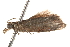  ( - BIOUG18613-A01)  @12 [ ] CreativeCommons - Attribution (2015) CBG Photography Group Centre for Biodiversity Genomics