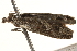  ( - BIOUG18801-F04)  @12 [ ] CreativeCommons - Attribution (2015) CBG Photography Group Centre for Biodiversity Genomics