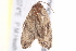  ( - BIOUG18802-G05)  @13 [ ] CreativeCommons - Attribution (2015) CBG Photography Group Centre for Biodiversity Genomics