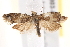  ( - BIOUG18803-B12)  @14 [ ] CreativeCommons - Attribution (2015) CBG Photography Group Centre for Biodiversity Genomics