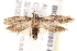  ( - BIOUG18803-E02)  @13 [ ] CreativeCommons - Attribution (2015) CBG Photography Group Centre for Biodiversity Genomics