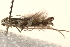  (Acrocercops sp. CC3 - BIOUG18804-C07)  @13 [ ] CreativeCommons - Attribution (2015) CBG Photography Group Centre for Biodiversity Genomics