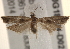  ( - BIOUG18804-D02)  @13 [ ] CreativeCommons - Attribution (2015) CBG Photography Group Centre for Biodiversity Genomics