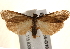  ( - BIOUG18804-G10)  @13 [ ] CreativeCommons - Attribution (2015) CBG Photography Group Centre for Biodiversity Genomics