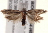  ( - BIOUG18804-H06)  @13 [ ] CreativeCommons - Attribution (2015) CBG Photography Group Centre for Biodiversity Genomics