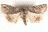  ( - BIOUG19081-A08)  @15 [ ] CreativeCommons - Attribution (2015) CBG Photography Group Centre for Biodiversity Genomics