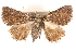  ( - BIOUG19081-A09)  @12 [ ] CreativeCommons - Attribution (2015) CBG Photography Group Centre for Biodiversity Genomics