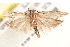  ( - BIOUG19082-B11)  @13 [ ] CreativeCommons - Attribution (2015) CBG Photography Group Centre for Biodiversity Genomics