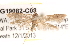  ( - BIOUG19082-C08)  @13 [ ] CreativeCommons - Attribution (2015) CBG Photography Group Centre for Biodiversity Genomics