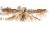  ( - BIOUG19082-C09)  @14 [ ] CreativeCommons - Attribution (2015) CBG Photography Group Centre for Biodiversity Genomics
