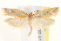  ( - BIOUG19082-G12)  @13 [ ] CreativeCommons - Attribution (2015) CBG Photography Group Centre for Biodiversity Genomics
