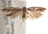  ( - BIOUG19083-A02)  @12 [ ] CreativeCommons - Attribution (2015) CBG Photography Group Centre for Biodiversity Genomics