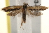 ( - BIOUG19083-B08)  @13 [ ] CreativeCommons - Attribution (2015) CBG Photography Group Centre for Biodiversity Genomics