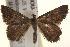  ( - BIOUG19083-C11)  @13 [ ] CreativeCommons - Attribution (2015) CBG Photography Group Centre for Biodiversity Genomics