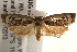  ( - BIOUG19083-D06)  @14 [ ] CreativeCommons - Attribution (2015) CBG Photography Group Centre for Biodiversity Genomics