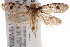  ( - BIOUG19083-F10)  @13 [ ] CreativeCommons - Attribution (2015) CBG Photography Group Centre for Biodiversity Genomics
