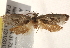  ( - BIOUG19083-G04)  @13 [ ] CreativeCommons - Attribution (2015) CBG Photography Group Centre for Biodiversity Genomics