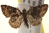  ( - BIOUG19083-G11)  @13 [ ] CreativeCommons - Attribution (2015) CBG Photography Group Centre for Biodiversity Genomics