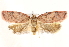  ( - BIOUG19084-B07)  @13 [ ] CreativeCommons - Attribution (2015) CBG Photography Group Centre for Biodiversity Genomics