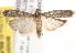  ( - BIOUG19084-E09)  @13 [ ] CreativeCommons - Attribution (2015) CBG Photography Group Centre for Biodiversity Genomics