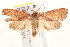  ( - BIOUG19292-A05)  @13 [ ] CreativeCommons - Attribution (2015) CBG Photography Group Centre for Biodiversity Genomics