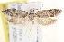  ( - BIOUG19292-C03)  @13 [ ] CreativeCommons - Attribution (2015) CBG Photography Group Centre for Biodiversity Genomics