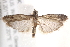  ( - BIOUG19292-C12)  @13 [ ] CreativeCommons - Attribution (2015) CBG Photography Group Centre for Biodiversity Genomics