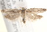  ( - BIOUG19292-D04)  @13 [ ] CreativeCommons - Attribution (2015) CBG Photography Group Centre for Biodiversity Genomics