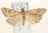  ( - BIOUG19292-D06)  @14 [ ] CreativeCommons - Attribution (2015) CBG Photography Group Centre for Biodiversity Genomics