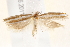  ( - BIOUG19293-E03)  @12 [ ] CreativeCommons - Attribution (2015) CBG Photography Group Centre for Biodiversity Genomics