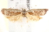  ( - BIOUG19367-F06)  @13 [ ] CreativeCommons - Attribution (2015) CBG Photography Group Centre for Biodiversity Genomics