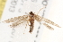  ( - BIOUG19367-H08)  @13 [ ] CreativeCommons - Attribution (2015) CBG Photography Group Centre for Biodiversity Genomics