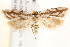  (Myrascia subductella - BIOUG19385-B12)  @13 [ ] CreativeCommons - Attribution (2015) CBG Photography Group Centre for Biodiversity Genomics