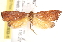  ( - BIOUG19385-C06)  @12 [ ] CreativeCommons - Attribution (2015) CBG Photography Group Centre for Biodiversity Genomics
