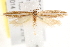  ( - BIOUG19451-C11)  @12 [ ] CreativeCommons - Attribution (2015) CBG Photography Group Centre for Biodiversity Genomics