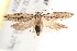  ( - BIOUG19451-E02)  @13 [ ] CreativeCommons - Attribution (2015) CBG Photography Group Centre for Biodiversity Genomics