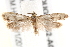  ( - BIOUG19452-A01)  @12 [ ] CreativeCommons - Attribution (2015) CBG Photography Group Centre for Biodiversity Genomics