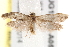 ( - BIOUG19452-A05)  @12 [ ] CreativeCommons - Attribution (2015) CBG Photography Group Centre for Biodiversity Genomics