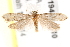  ( - BIOUG19452-A10)  @12 [ ] CreativeCommons - Attribution (2015) CBG Photography Group Centre for Biodiversity Genomics