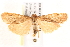  ( - BIOUG19452-C11)  @15 [ ] CreativeCommons - Attribution (2015) CBG Photography Group Centre for Biodiversity Genomics