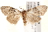  ( - BIOUG19452-E06)  @13 [ ] CreativeCommons - Attribution (2015) CBG Photography Group Centre for Biodiversity Genomics