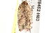  ( - BIOUG19452-H03)  @12 [ ] CreativeCommons - Attribution (2015) CBG Photography Group Centre for Biodiversity Genomics