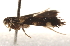  ( - BIOUG19527-B06)  @12 [ ] CreativeCommons - Attribution (2015) CBG Photography Group Centre for Biodiversity Genomics