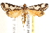  ( - BIOUG19527-H01)  @13 [ ] CreativeCommons - Attribution (2015) CBG Photography Group Centre for Biodiversity Genomics