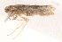 ( - BIOUG19453-A11)  @12 [ ] CreativeCommons - Attribution (2015) CBG Photography Group Centre for Biodiversity Genomics