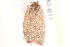  ( - BIOUG19453-B11)  @12 [ ] CreativeCommons - Attribution (2015) CBG Photography Group Centre for Biodiversity Genomics