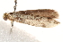  ( - BIOUG19453-C03)  @12 [ ] CreativeCommons - Attribution (2015) CBG Photography Group Centre for Biodiversity Genomics