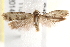  ( - BIOUG19453-D10)  @12 [ ] CreativeCommons - Attribution (2015) CBG Photography Group Centre for Biodiversity Genomics