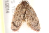  ( - BIOUG19453-E05)  @12 [ ] CreativeCommons - Attribution (2015) CBG Photography Group Centre for Biodiversity Genomics